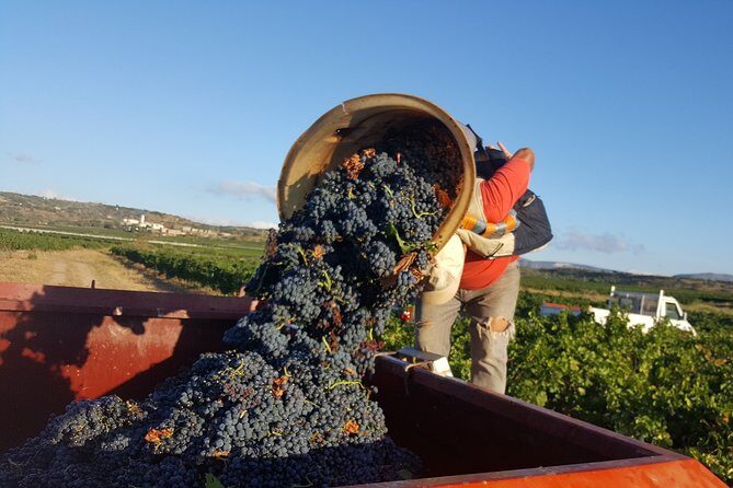 Walks in the heart of the secret vineyards around Collioure, tastings - Who Should Consider This Tour?