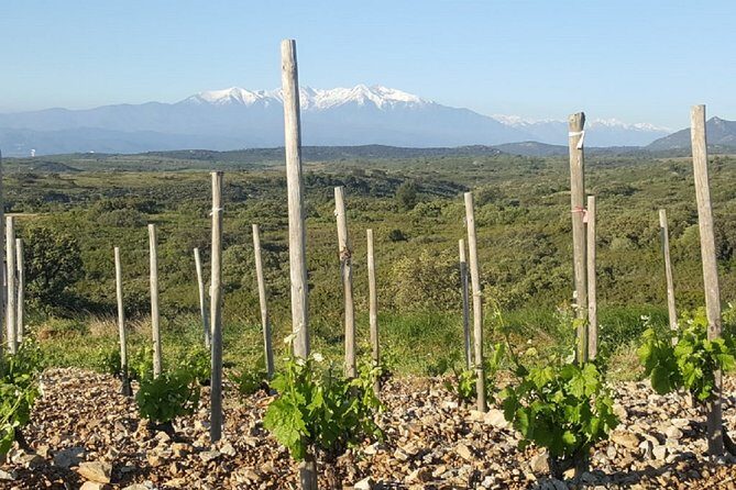 Walks in the heart of the secret vineyards around Collioure, tastings - Frequently Asked Questions