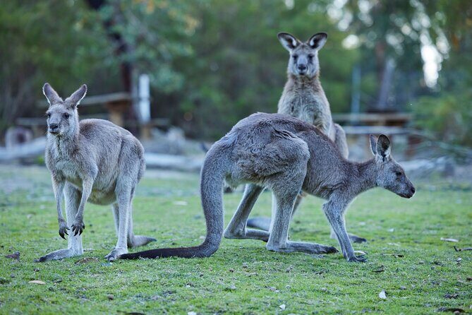Wallabies and Wine Hunter Valley Adventure Private Tour - Wallabies and Wine Hunter Valley Adventure Private Tour Review