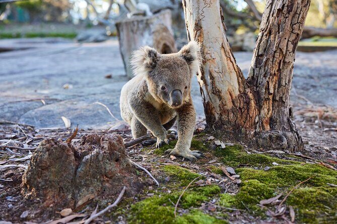 Wallabies and Wine Hunter Valley Adventure Private Tour - FAQ