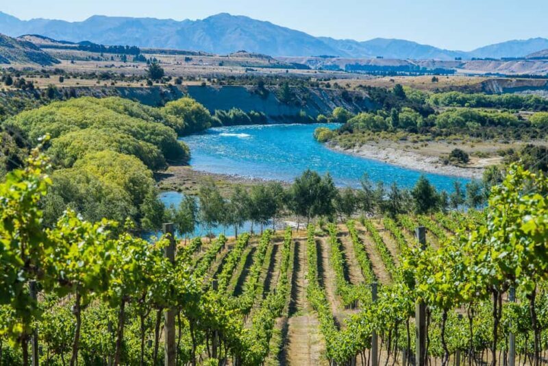 Wanaka: Afternoon Boutique Wine Tour - Who Should Consider This Tour?