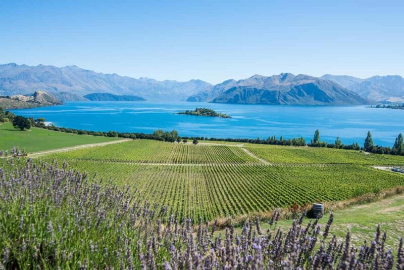 Wanaka: Full Day Classic Wine Tour with Lunch - An In-Depth Look at the Wanaka Classic Wine Tour
