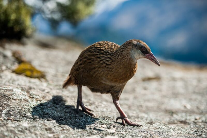 Wanaka: Water Taxi & Mou Waho Island Tour - Exploring the Hidden Lake and Peak