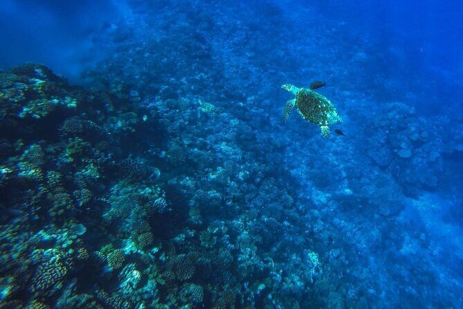 Want to escape? Treat yourself to a snorkeling session in Tahiti! - Key Points