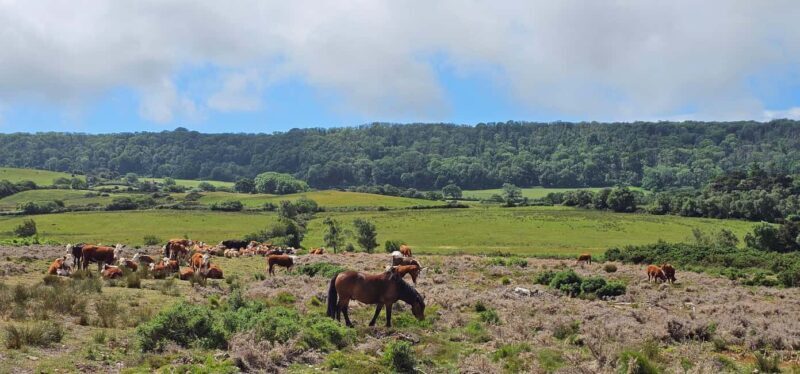 Wareham: Purbeck Countryside Sights E-Bike Tour - FAQs