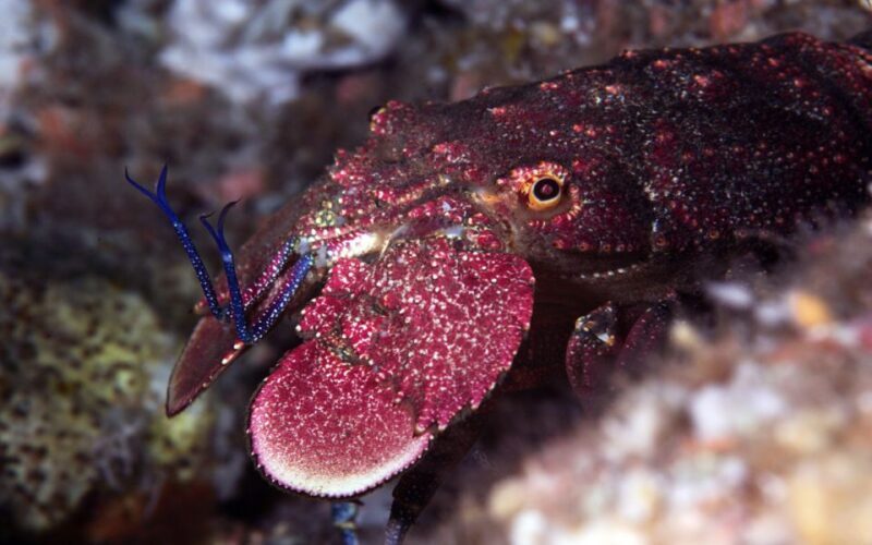Warkworth: Full-Day Scuba Dive Charter at Hen and Chickens - Warkworth: Full-Day Scuba Dive Charter at Hen and Chickens
