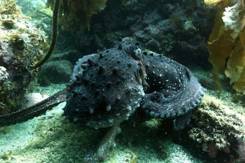 Warkworth: Full-Day Scuba Dive Charter at Hen and Chickens - FAQ