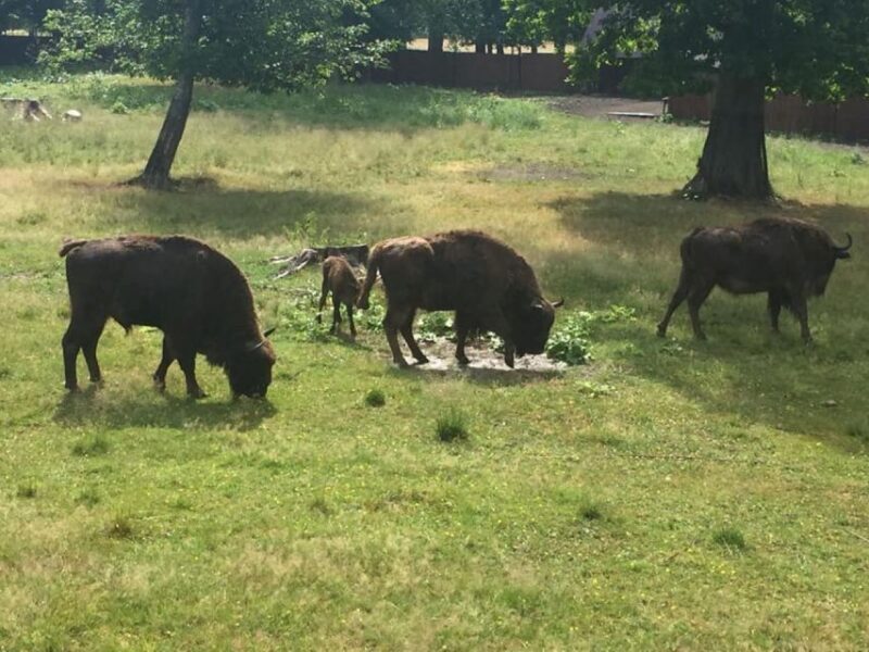 Warsaw: Bialowieza National Park and European Bison Tour - A Deep Dive into the Experience