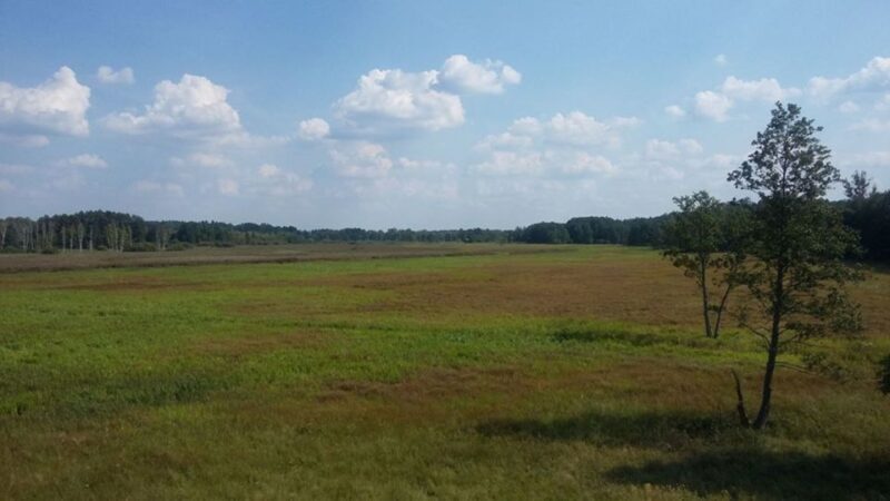 Warsaw: Bialowieza National Park and European Bison Tour - Why This Tour Offers Great Value