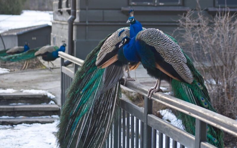 Warsaw Zoo Skip-the-Line Entry Ticket with Private Transport - Exploring Warsaw Zoo with Private Transport and Skip-the-Line Access