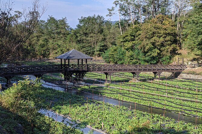 Wasabi Farm Walking Tour & Lunch - The Sum Up: Is This Tour Right for You?
