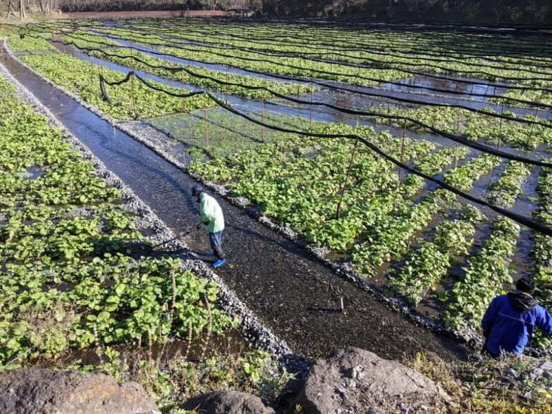Wasabi Farm Walking Tour with Lunch - Who Should Consider This Tour?