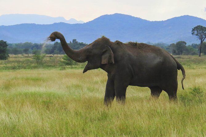 Wasgamuwa National Park Private Safari - An In-Depth Look at the Wasgamuwa Safari