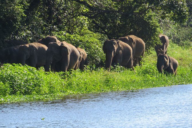 Wasgamuwa National Park Private Safari - Ancient Ruins and Scenic Beauty