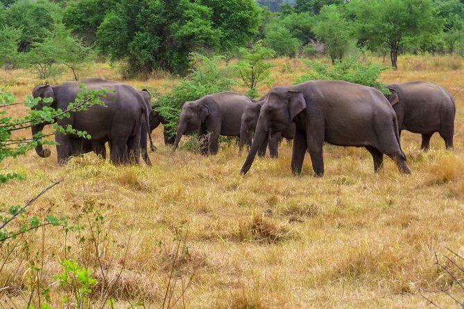 Wasgamuwa National Park Private Safari - Booking and Practicalities