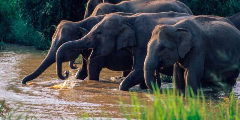 Wasgamuwa National Park Safari from Polonnaruwa - A Closer Look at the Safari Experience