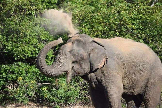 Wasgamuwa National Park Safari | Jeep with Tickets - In-Depth Review