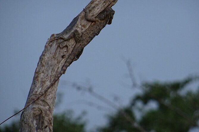 Wasgamuwa National Park Safari | Jeep with Tickets - Final Thoughts