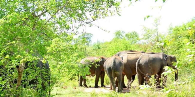 Wasgamuwa National Park Safari (Private Jeep) - The Location and Its Significance