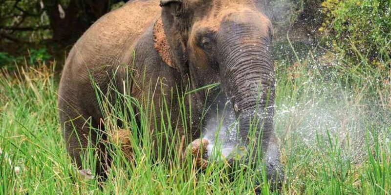 Wasgamuwa National Park Safari (Private Jeep) - The Itinerary and What to Expect