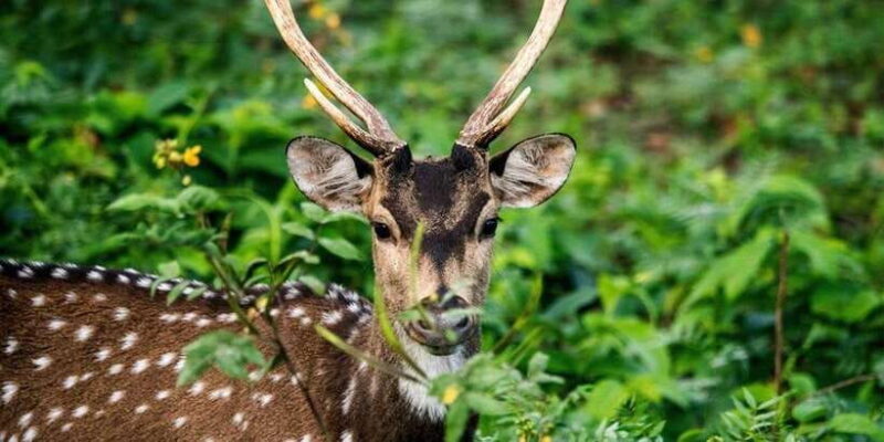 Wasgamuwa National Park Safari (Private Jeep) - The Guide and Group Size