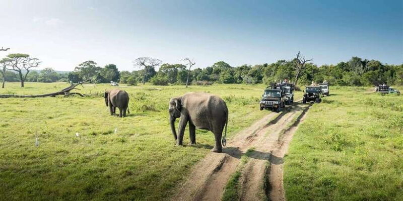 Wasgamuwa National Park Safari (Private Jeep) - Value for Money
