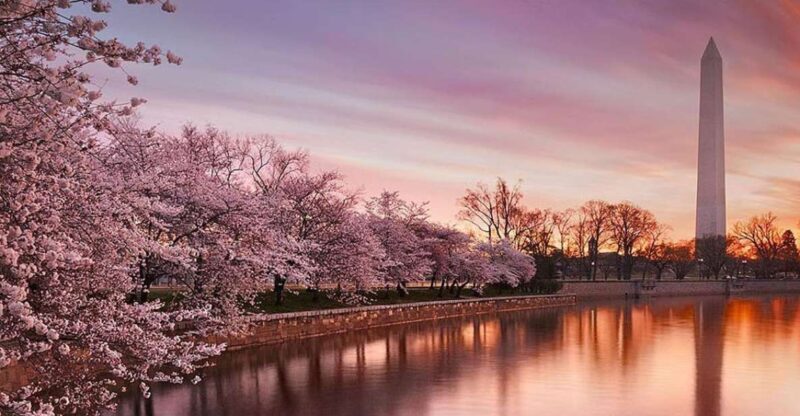 Washington: Cherry Blossom Tour - A Detailed Look at the Cherry Blossom Experience