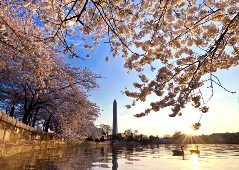 Washington: Cherry Blossom Tour - Frequently Asked Questions