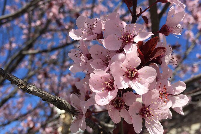 Washington D.C. Cherry Blossom,Baltimore 3-Day Tour from Boston - A Detailed Look at the 3-Day Tour