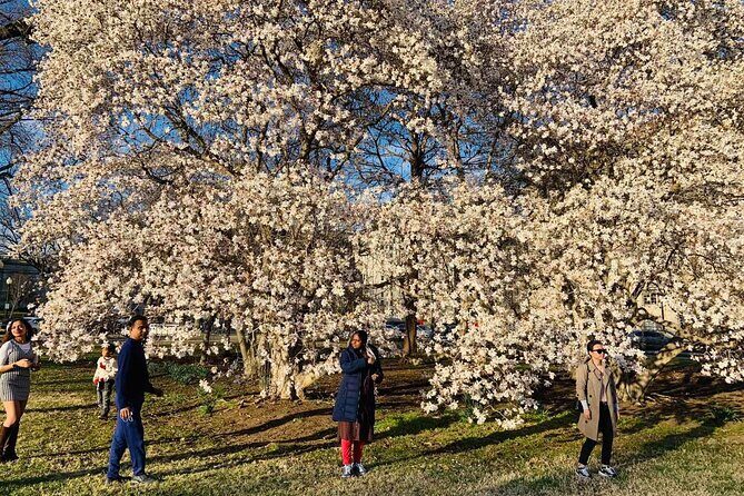 Washington D.C. Cherry Blossom,Baltimore 3-Day Tour from Boston - Final Thoughts: Who Should Consider This Tour?