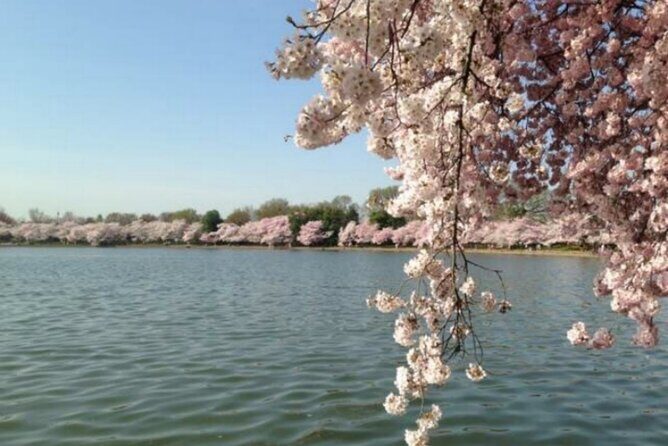 Washington D.C. Cherry Blossom,Baltimore 3-Day Tour from Boston - Final Words