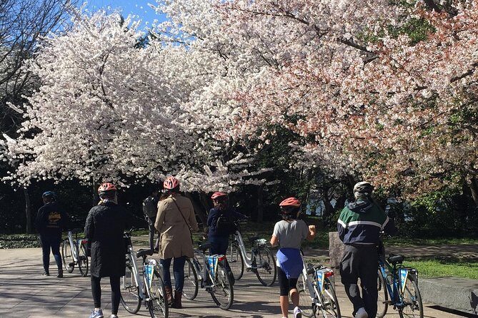 Washington DC Cherry Blossoms By Bike Tour - An In-Depth Look at the Experience