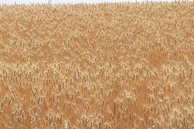 WASHINGTON ST AGRICULTURE, Apples & Irrigation - FAQ