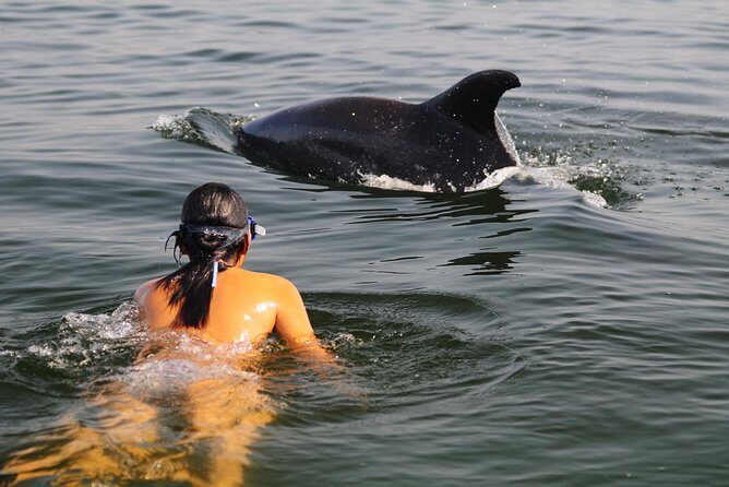 Watch and Swim with Dolphins in the Wild - Watch and Swim with Dolphins in the Wild: A Genuine Marine Encounter in Puerto Vallarta