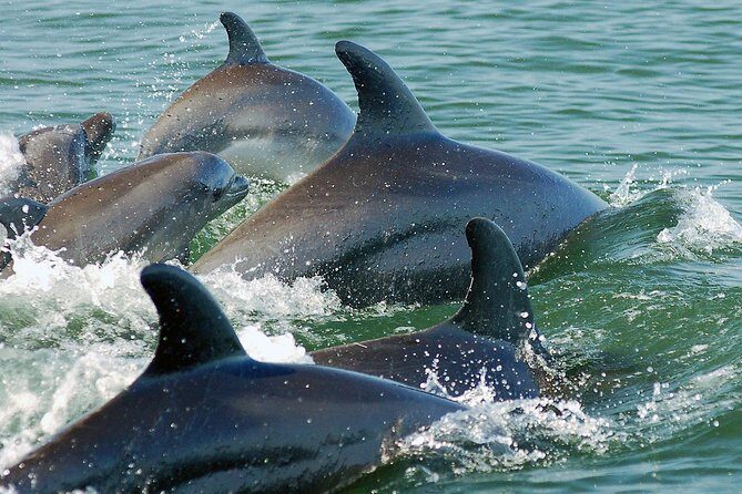 Watch and Swim with Dolphins in the Wild - Key Points