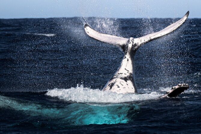 Watch and Swim with Humpback Whales in Moorea - An In-Depth Look at the Moorea Whale Tour