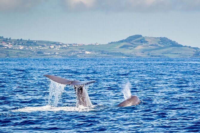 Watching whales and dolphins on Terceira Island - An authentic whale-watching adventure in the Azores