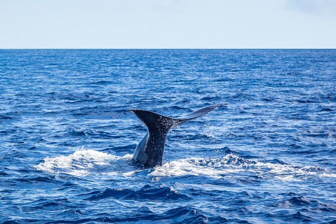 Watching whales and dolphins on Terceira Island - Detailed Breakdown of the Experience