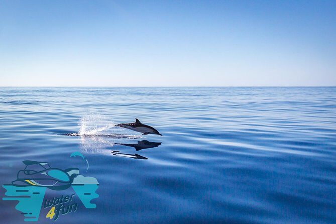 Watching whales and dolphins on Terceira Island - Pricing and Value