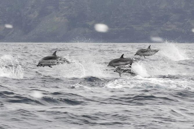Watching whales and dolphins on Terceira Island - Cancellation and Flexibility
