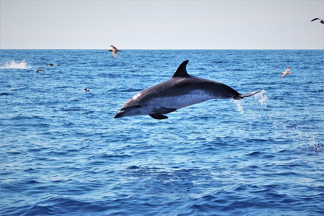 Watching whales and dolphins on Terceira Island - Final Thoughts