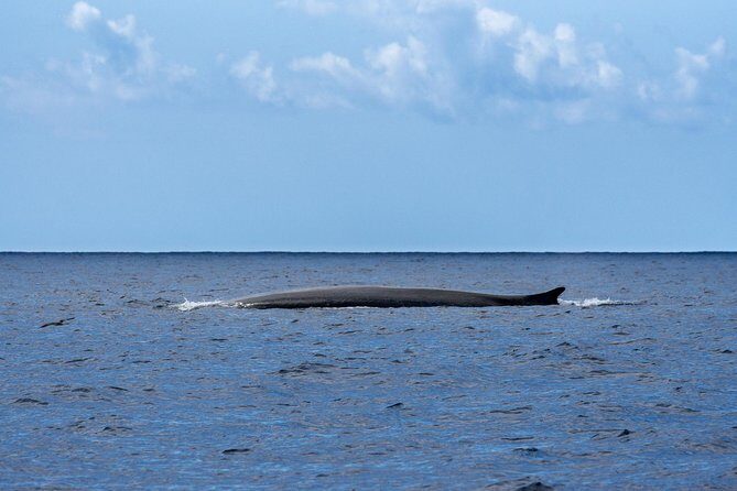 Watching whales and dolphins on Terceira Island - FAQ