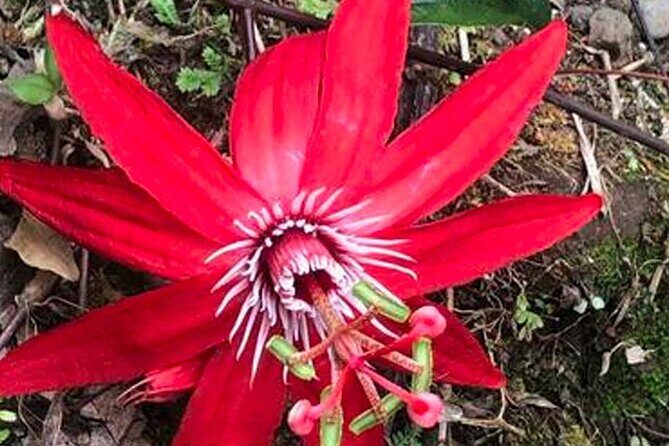 Waterfall & Blue Lagoon: Full-Day Tour in Rio Celeste Costa Rica - Frequently Asked Questions