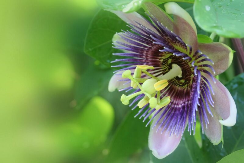 Waterfall, Chocolate Tour, Rainforest, Royal Historical - Chocolate Tour & Making Experience