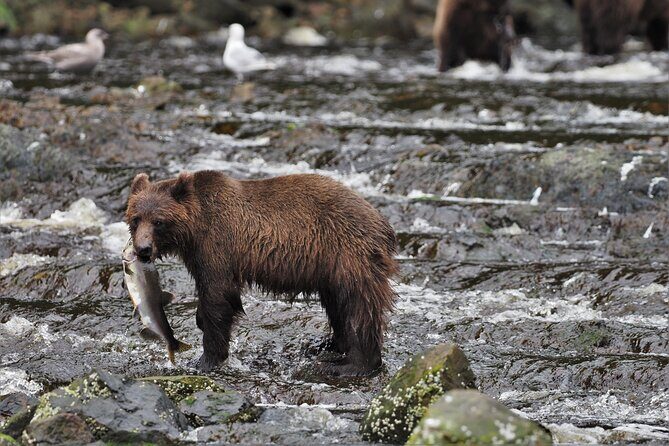 Waterfall Creek Brown Bear Viewing Juneau - Waterfall Creek Brown Bear Viewing Juneau: An Authentic Alaskan Wilderness Adventure