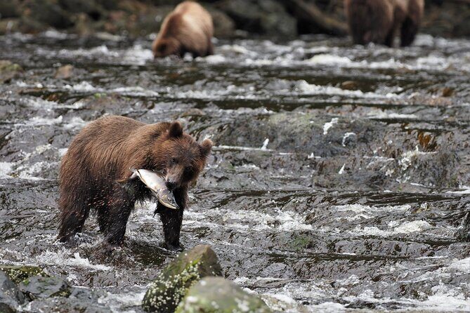 Waterfall Creek Brown Bear Viewing Juneau - A Deep Dive Into the Waterfall Creek Brown Bear Tour