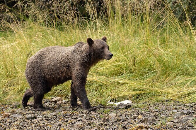 Waterfall Creek Brown Bear Viewing Juneau - Who Will Love This Experience?