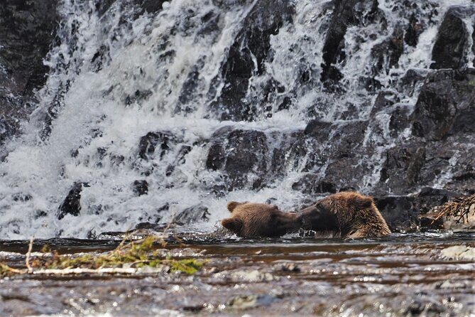 Waterfall Creek Brown Bear Viewing Juneau - Final Thoughts