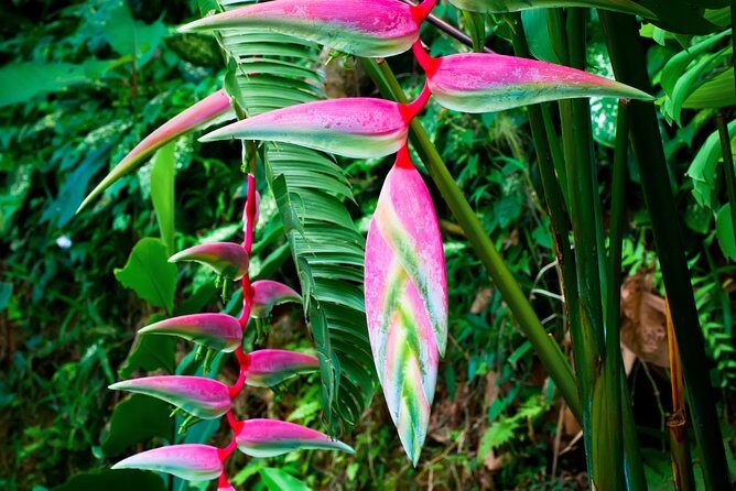Waterfall, First One On The Road to Hana, Chocolate tour - FAQ