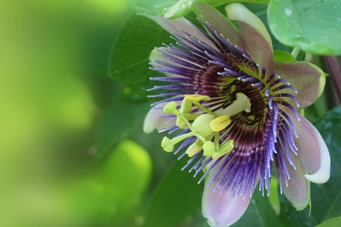 Waterfall, Rainforest, Chocolate Tour & Historical Sites - What We Think: Is It Worth It?